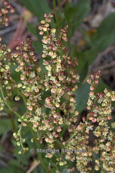 rumex acetosella 4 graphic